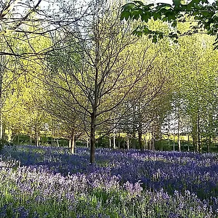 Hollicarrs - Woodland York