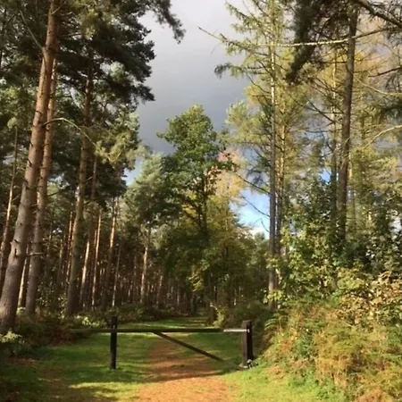 Hollicarrs - Woodland